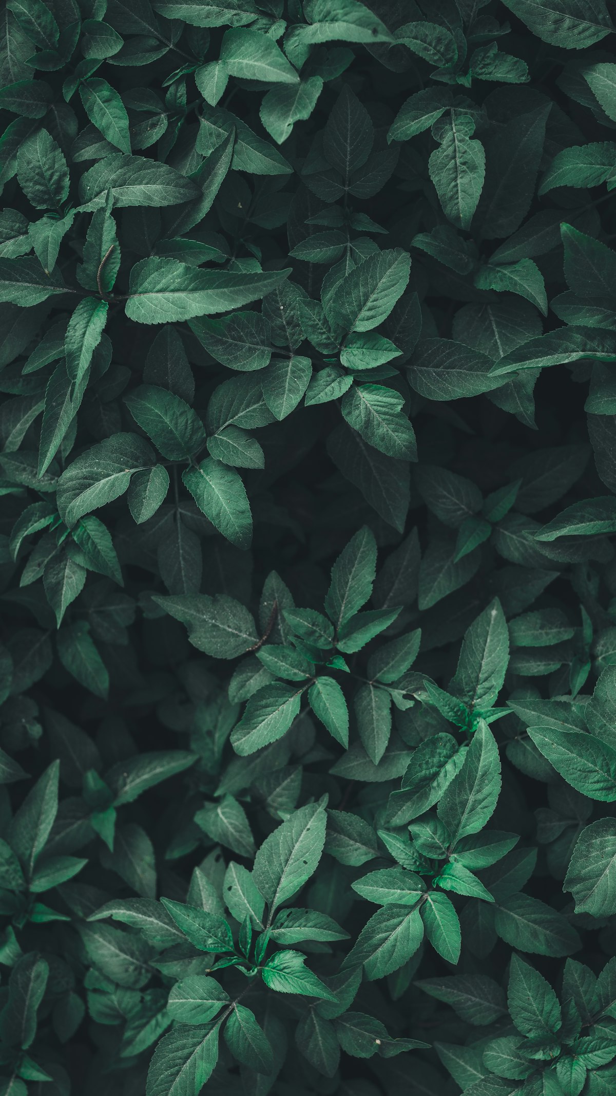 Lush green forest canopy representing sustainable carbon infrastructure